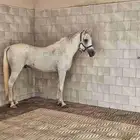 حصان مصري بيور