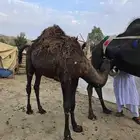 قعود مفرود للبيع