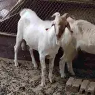 تيوس سانين فحول للبيع