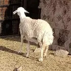 ضان اثنين سمان معهم اثنين رخال السنه تامات