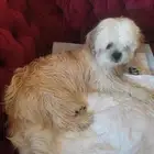 كلب شيتزو للتزواج