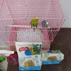 عصفور للبيع جوز