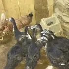 بط بلدي انتاج تحضين اعمارهم 4اشهر تقريب ا