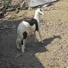 طلي سواكني جبر مع التوصيل