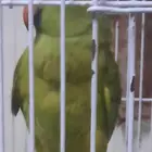 ببغاء درة
