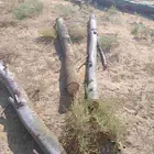 مراكيز اثل