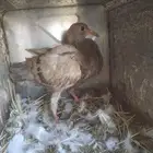 السلام عليكم ورحمة الله وبركاته مشالله تبارك الله زغالين فرن