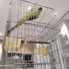 ببغاء درة هندي