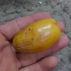 ثمر نخيل مجدول للبيع بلكيلو