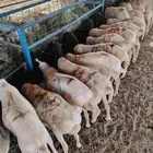 برابر صومالية نظيفة متنقية نقاوة متعلفة برسيم وشعير وقصب