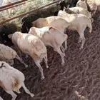 برابر مستوردة بأسعار تكسر السوم لتجار الجمله