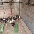 فروح دجاج