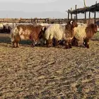 خرفان نعيم للبيع