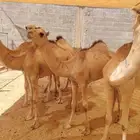 قعدان مرابي