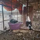 حمام رقاص روماني جكوبين فاخر