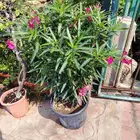 مشتل الحياه الطبعيه نبتات دخلي وخرجي