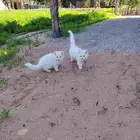 قطوتين. ذكرين. شيرازي