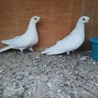 جوز صيني بقرن