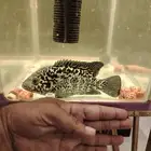 2 large America Cuban cichlids for sale 2 سمكة سيشليد كوبية