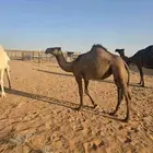 بكره مفروده صفراء