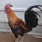 للبيع ديك ترثة