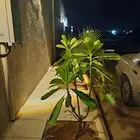 زراعة الحدائق المنزليه وأمام المنازل بأفضل انواع الأشجار
