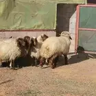 حائل القاعد