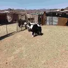 تم البيع تم البيع تم البيع