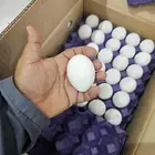 بيض للبيع بالجمله فقط