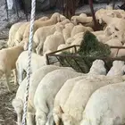 تهامه الباحه الحجره