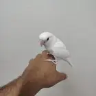 للبيع جوز روز عمره 10 شهور اليفه جدا للجاد على اسوم