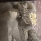 10 هامستر صيني ب110