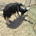 حريات شياه ونعجه نجديه