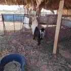 عنز توها طاشه عيالها للبيع