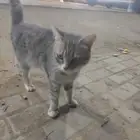 اليف وانضيف امريكي