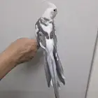 كروان اليف