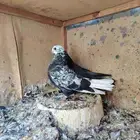 طبات قطايف للبيع(تم البيع)