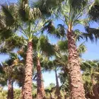 نخل واشنطني زينه