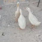 الديك 35 البط 35 والدجاج 30 يبياض