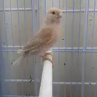 إناث كناري
