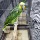 امازون بلوفرنتد