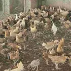 صوص بلدي عمر شهرين واسبوع بسعر خاص ومغري