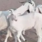 تيس فحل اصمع