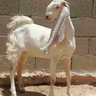 تيس و3 جفار