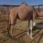 ناقه حمري صغيره بالعمر