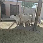 حريات حرش طيبه