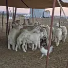 طليان حريه