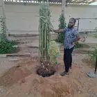 نخيل القصيم المثمرة
