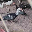ذكور بط للاكل
