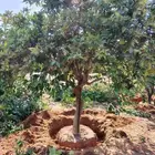 يوجد لدينا جميع انواع الأشجار البرتقال وليمون ويوسفندي